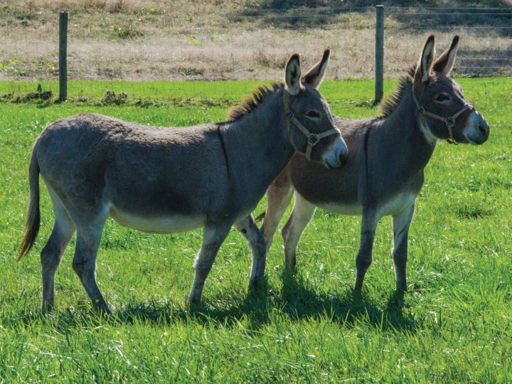 donkeys_15384bc